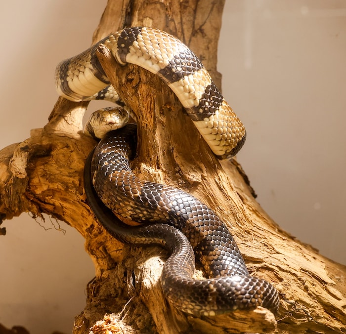 „Patrice“ ist eine Gebänderte Wasserkobra