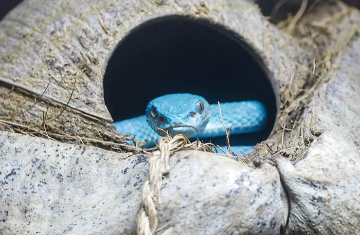 Die blaue Insel-Bambusotter ist ein echter Blickfang