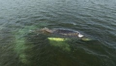 Die Experten glauben, dass Wal „Timmy“ nicht mehr gerettet werden kann.