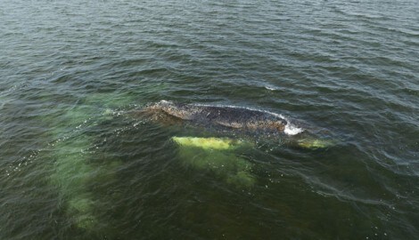 Die Experten glauben, dass Wal „Timmy“ nicht mehr gerettet werden kann.