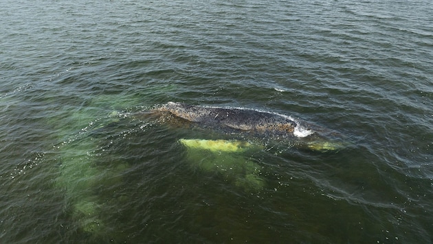 Experts believe that the whale “Timmy” can no longer be saved.