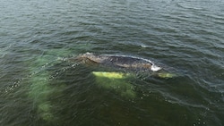 Die Experten glauben, dass Wal „Timmy“ nicht mehr gerettet werden kann.
