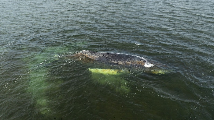 Experts believe that the whale “Timmy” can no longer be saved.