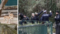 Der Schütze nahm ein Jungtier der scheuen Hirschziegen-Antilopen ins Visier. Am Dienstag ...