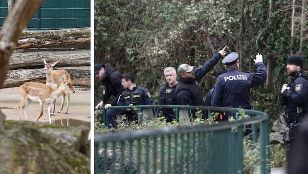 The shooter targeted a young antelope of the shy duiker species. On Tuesday, police officers ...