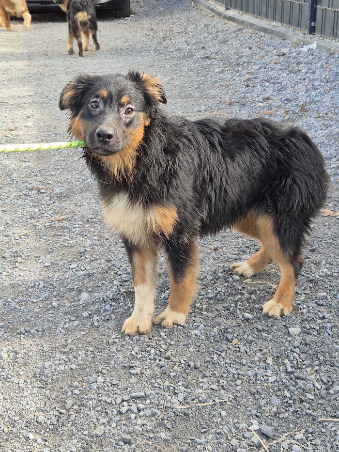 Unter den 39 Australian Shepherd befanden sich auch noch sehr junge Hunde.