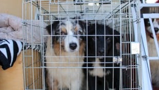 Die geretteten Hunde wurden auf vier Tierheime verteilt.