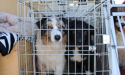 Die geretteten Hunde wurden auf vier Tierheime verteilt.