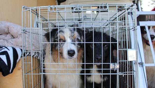 Die geretteten Hunde wurden auf vier Tierheime verteilt.