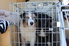 Die geretteten Hunde wurden auf vier Tierheime verteilt.