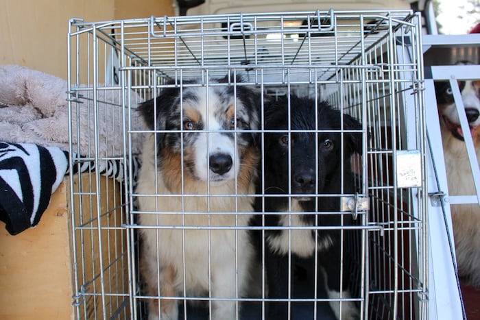 Die Hunde wurden in die Kärntner Tierheime gebracht.