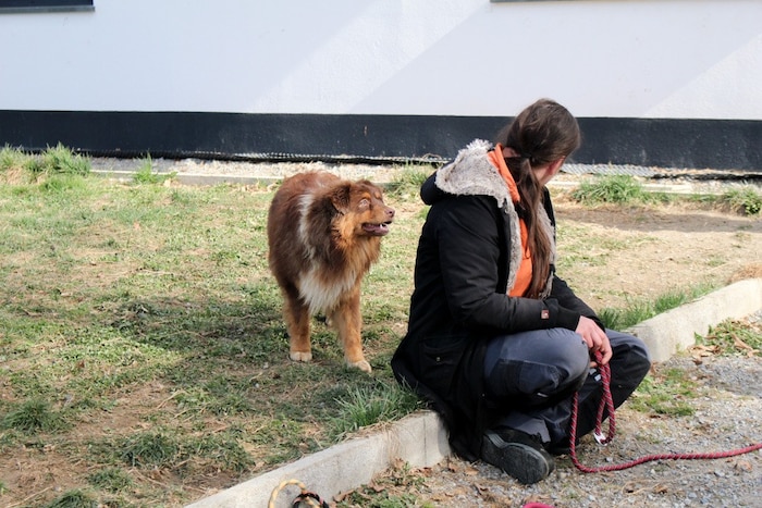Laut den Anwesenden waren die Hunde zum Teil verängstigt.