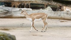 Eine Antilope im Tiergarten Schönbrunn wurde kaltblütig getötet (Sybolbild).