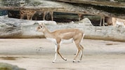 Eine Antilope im Tiergarten Schönbrunn wurde kaltblütig getötet (Sybolbild).