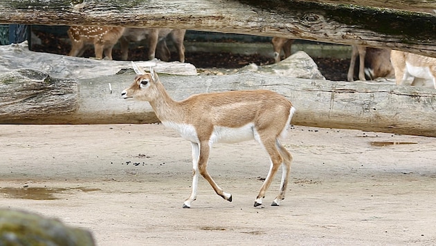 An antelope at Schönbrunn Zoo was killed in cold blood (stock photo).