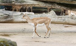 Eine Antilope im Tiergarten Schönbrunn wurde kaltblütig getötet (Sybolbild).