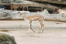 Eine Antilope im Tiergarten Schönbrunn wurde kaltblütig getötet (Sybolbild).