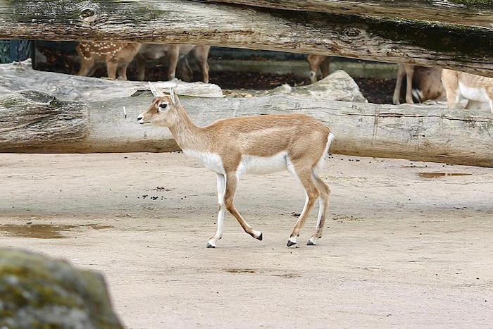 Eine Antilope im Tiergarten Schönbrunn wurde kaltblütig getötet (Sybolbild).