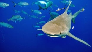 Im Blut von Zitronenhaien (im Bild), Tigerhaien,  Kleinen Schwarzspitzenhaien, Karibischen ...