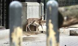 Der Täter hatte nach Einschätzung des Zoodirektors des Weißen Zoos leichtes Spiel.