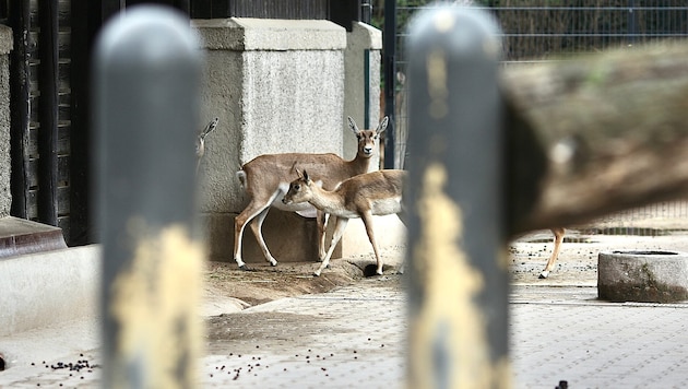 According to the director of the White Zoo, the perpetrator had an easy time of it.