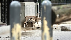 Der Täter hatte nach Einschätzung des Zoodirektors des Weißen Zoos leichtes Spiel.