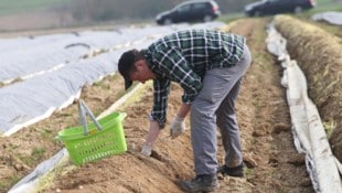 Spargel ist eine aufwendige Spezialkultur und wird ausschließlich händisch geerntet.
