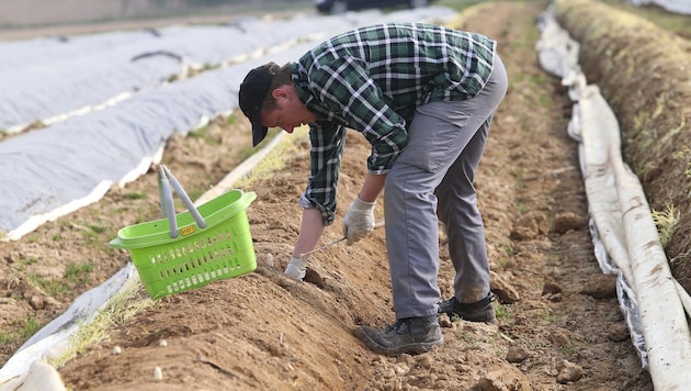 Spargel ist eine aufwendige Spezialkultur und wird ausschließlich händisch geerntet.