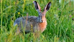 Der Feldhase versteckt sich tagsüber gerne in Mulden und ruht sich dort aus.