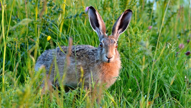 Der Feldhase versteckt sich tagsüber gerne in Mulden und ruht sich dort aus.
