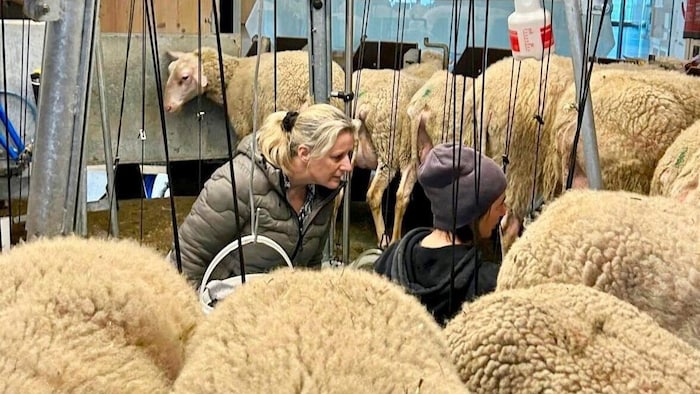 Redakteurin Diana Krulei im Melkkarussell am Seegut Eisl in Abersee am Wolfgangsee.