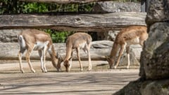 Die Tötung der Antilope im Zoo erschüttert viele Besucher