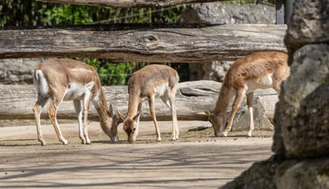 Die Tötung der Antilope im Zoo erschüttert viele Besucher