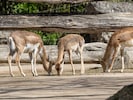 Die Tötung der Antilope im Zoo erschüttert viele Besucher