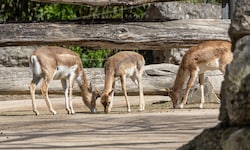 Die Tötung der Antilope im Zoo erschüttert viele Besucher