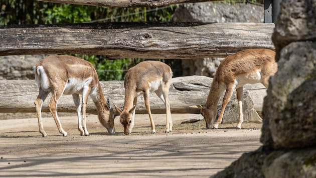 Die Tötung der Antilope im Zoo erschüttert viele Besucher