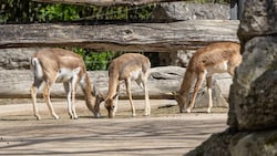 Die Tötung der Antilope im Zoo erschüttert viele Besucher