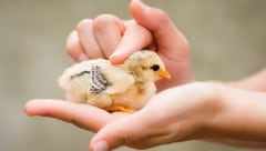 Sanfte Hände, glückliche Küken: Eine neue Studie zeigt nun einen verblüffenden Effekt.