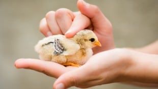 Sanfte Hände, glückliche Küken: Eine neue Studie zeigt nun einen verblüffenden Effekt.