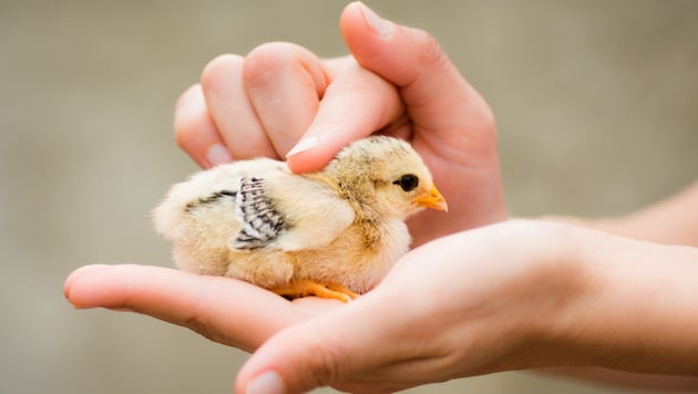 Sanfte Hände, glückliche Küken: Eine neue Studie zeigt nun einen verblüffenden Effekt.