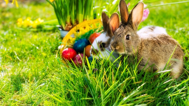 Bessere Verstecke als auf offener Wiese finden Sie hoffentlich für Ihre Ostereier.