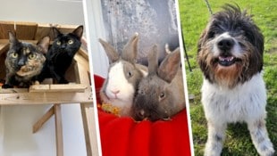 Phoebe und Blacky, Max und Moritz und Wuschelkopf Tobi warten noch auf Lebensplätze bei ...