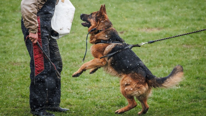 Im Laufe der nächsten Wochen wird das private Schutzhunde-Training in Österreich wieder möglich ...