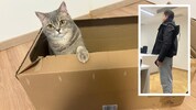 Der 20-Jährige packte seine Katze „Shana“ (Symbolbild) in einen Karton, verschickte den mit der ...