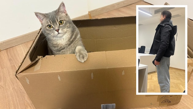 The 20-year-old packed his cat “Shana” (stock photo) into a cardboard box, mailed it—and was ...