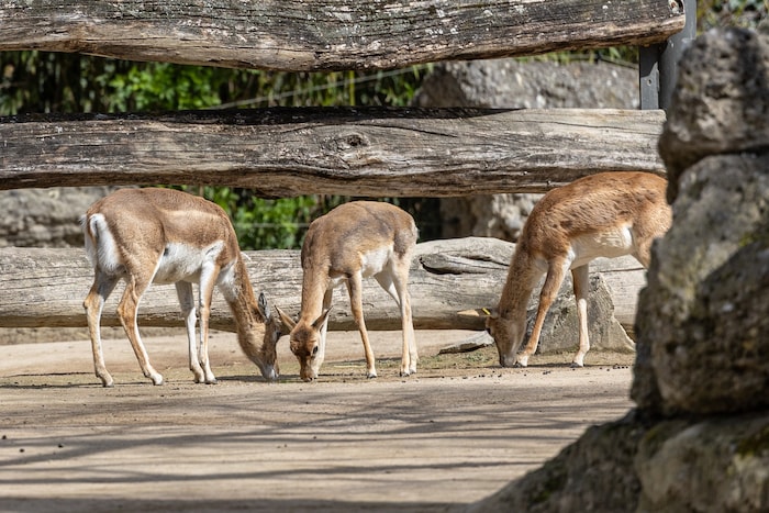 Die Hirschziegen-Antilopen waren einst fast ausgerottet.