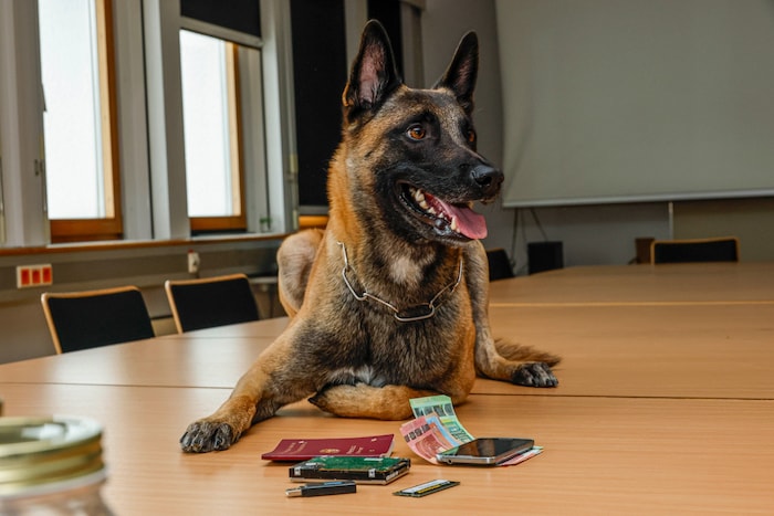 Der Diensthund ist einer von 23 Vierbeinern im Dienst der Salzburger Polizei.
