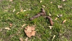 Auch viele Parks sind betroffen – wie etwa der Glanpark in Klagenfurt. 