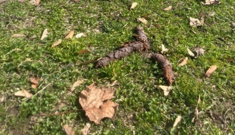 Auch viele Parks sind betroffen – wie etwa der Glanpark in Klagenfurt. 