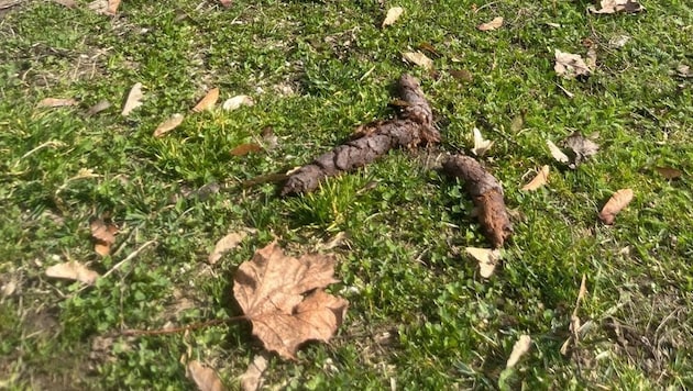 Auch viele Parks sind betroffen – wie etwa der Glanpark in Klagenfurt.